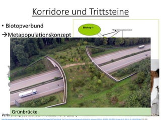 Korridore und Trittsteine
• Biotopverbund
→Metapopulationskonzept
https://de.wikipedia.org/wiki/Eurasischer_Luchs, http://www.werkstatt-treff.de/images/2014/Teich/dia1.jpg, http://www.hochmoseluebergang.rlp.de/fileadmin/_processed_/d/8/csm_20140902_B50n-BW14-im-Zuge-der-A1_BUE-Sm_04_c2819a7094.jpg, 24.01.2020
Verbreitung des Luchses in Deutschland (2014)
Grünbrücke
 