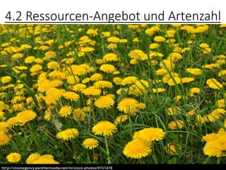 4.2 Ressourcen-Angebot und Artenzahl
 