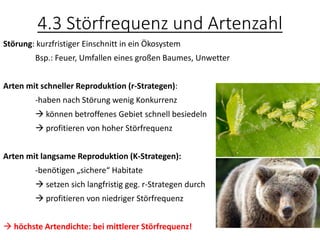 4.3 Störfrequenz und Artenzahl
Störung: kurzfristiger Einschnitt in ein Ökosystem
Bsp.: Feuer, Umfallen eines großen Baumes, Unwetter
Arten mit schneller Reproduktion (r-Strategen):
-haben nach Störung wenig Konkurrenz
→ können betroffenes Gebiet schnell besiedeln
→ profitieren von hoher Störfrequenz
Arten mit langsame Reproduktion (K-Strategen):
-benötigen „sichere“ Habitate
→ setzen sich langfristig geg. r-Strategen durch
→ profitieren von niedriger Störfrequenz
→ höchste Artendichte: bei mittlerer Störfrequenz!
 