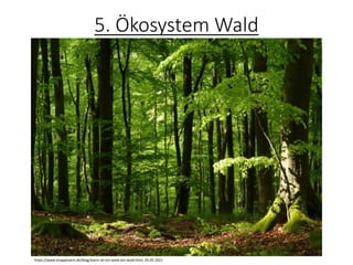 5. Ökosystem Wald
https://www.knappmann.de/blog/wann-ist-ein-wald-ein-wald.html, 05.05.2021
 