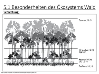 5.1 Besonderheiten des Ökosystems Wald
https://upload.wikimedia.org/wikipedia/commons/5/5e/Stockwerke_wald.png
Schichtung:
 