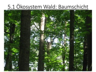 5.1 Ökosystem Wald: Baumschicht
 