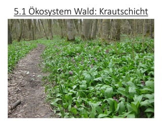 5.1 Ökosystem Wald: Krautschicht
 