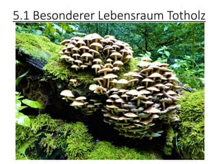 5.1 Besonderer Lebensraum Totholz
 