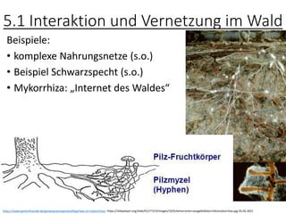 5.1 Interaktion und Vernetzung im Wald
Beispiele:
• komplexe Nahrungsnetze (s.o.)
• Beispiel Schwarzspecht (s.o.)
• Mykorrhiza: „Internet des Waldes“
https://www.gartenfreunde.de/gartenpraxis/gartenpflege/was-ist-mykorrhiza/, https://slideplayer.org/slide/912772/3/images/19/Schema+einer+ausgebildeten+Ektomykorrhiza.jpg 05.05.2021
 