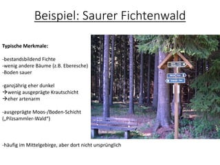 Beispiel: Saurer Fichtenwald
Typische Merkmale:
-bestandsbildend Fichte
-wenig andere Bäume (z.B. Eberesche)
-Boden sauer
-ganzjährig eher dunkel
→wenig ausgeprägte Krautschicht
→eher artenarm
-ausgeprägte Moos-/Boden-Schicht
(„Pilzsammler-Wald“)
-häufig im Mittelgebirge, aber dort nicht ursprünglich
 