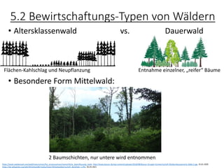 5.2 Bewirtschaftungs-Typen von Wäldern
• Altersklassenwald vs. Dauerwald
• Besondere Form Mittelwald:
https://www.waldwissen.net/wald/naturschutz/fva_prozessschutz/menschliche_beeinflussung_wald, http://www.boscor.de/wp-content/uploads/2018/08/Boscor-Gruppe-Forstwirtschaft-Waldumbauszenario-Slider1.jpg, 25.01.2020
https://de.wikipedia.org/wiki/Mittelwald#/media/Datei:Mittelwaldwirtschaft_Bielefeld_1.JPG, 05.05.2021
Flächen-Kahlschlag und Neupflanzung Entnahme einzelner, „reifer“ Bäume
2 Baumschichten, nur untere wird entnommen
 