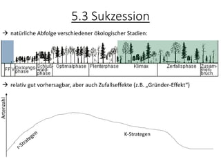 5.3 Sukzession
→ natürliche Abfolge verschiedener ökologischer Stadien:
→ relativ gut vorhersagbar, aber auch Zufallseffekte (z.B. „Gründer-Effekt“)
Artenzahl
K-Strategen
 
