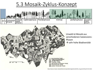 5.3 Mosaik-Zyklus-Konzept
https://www.anl.bayern.de/publikationen/spezialbeitraege/doc/lsb1991_05_gesamtheft.pdf, 05.05.2021
Urwald ist Mosaik aus
verschiedenen Sukzessions-
Phasen
→ sehr hohe Biodiversität
 