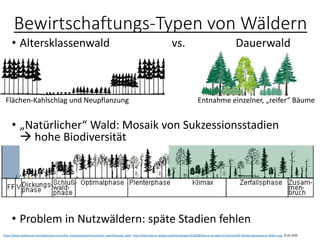 Bewirtschaftungs-Typen von Wäldern
• Altersklassenwald vs. Dauerwald
• „Natürlicher“ Wald: Mosaik von Sukzessionsstadien
→ hohe Biodiversität
• Problem in Nutzwäldern: späte Stadien fehlen
https://www.waldwissen.net/wald/naturschutz/fva_prozessschutz/menschliche_beeinflussung_wald, http://www.boscor.de/wp-content/uploads/2018/08/Boscor-Gruppe-Forstwirtschaft-Waldumbauszenario-Slider1.jpg, 25.01.2020
Flächen-Kahlschlag und Neupflanzung Entnahme einzelner, „reifer“ Bäume
 