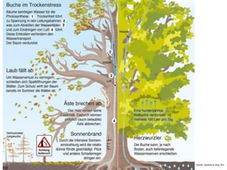 Quelle: Stadtforst Jena, KSJ
 