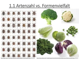 1.1 Artenzahl vs. Formenvielfalt
https://apps-cloud.n-tv.de/img/14201046-1419236243000/3-4/750/3mph0915.jpg, 09.09.2019 https://www.alnatura.de/~/media/Images/Content/Kochen%20und%20Geniessen/Warenkunde/Kohl.jpg, 09.09.19
 