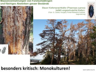 Quelle: Stadtforst Jena, KSJ
besonders kritisch: Monokulturen!
 