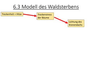 6.3 Modell des Waldsterbens
Trockenheit + Hitze Trockenstress
der Bäume
Lichtung des
Kronendachs
 