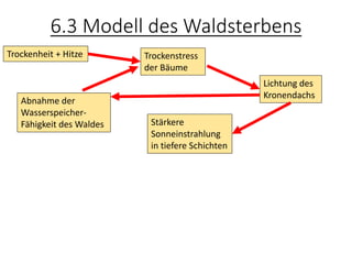 6.3 Modell des Waldsterbens
Trockenheit + Hitze Trockenstress
der Bäume
Lichtung des
Kronendachs
Stärkere
Sonneinstrahlung
in tiefere Schichten
Abnahme der
Wasserspeicher-
Fähigkeit des Waldes
 