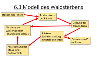 6.3 Modell des Waldsterbens
Trockenheit + Hitze Trockenstress
der Bäume
Lichtung des
Kronendachs
Stärkere
Sonneinstrahlung
in tiefere Schichten
Austrocknung der
Moos- und
Bodenschicht
„Sonnenbrand“
an Rinde
Abnahme der
Wasserspeicher-
Fähigkeit des Waldes
 