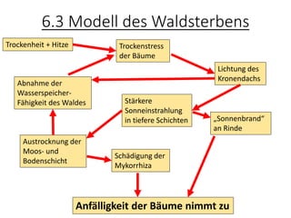 6.3 Modell des Waldsterbens
Trockenheit + Hitze Trockenstress
der Bäume
Lichtung des
Kronendachs
Stärkere
Sonneinstrahlung
in tiefere Schichten
Austrocknung der
Moos- und
Bodenschicht
„Sonnenbrand“
an Rinde
Anfälligkeit der Bäume nimmt zu
Abnahme der
Wasserspeicher-
Fähigkeit des Waldes
Schädigung der
Mykorrhiza
 