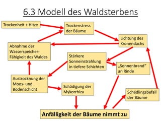 6.3 Modell des Waldsterbens
Trockenheit + Hitze Trockenstress
der Bäume
Lichtung des
Kronendachs
Stärkere
Sonneinstrahlung
in tiefere Schichten
Austrocknung der
Moos- und
Bodenschicht
„Sonnenbrand“
an Rinde
Anfälligkeit der Bäume nimmt zu
Schädlingsbefall
der Bäume
Abnahme der
Wasserspeicher-
Fähigkeit des Waldes
Schädigung der
Mykorrhiza
 