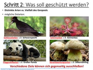Schritt 2: Was soll geschützt werden?
• Distinkte Arten vs. Vielfalt des Genpools
• mögliche Zielarten:
https://www.fotocommunity.de/photos/grauspecht, https://www.fotocommunity.de/photo/rundblaettriger-sonnentau-drosera-rotu-vor-dem-harz/41329876, https://www.tour-edition.de/media/images/country/50/l_China_Chengdu_Panda-
Aufzuchtstation_is_tour_000004127207_Large_ie.jpg, http://www.pilzbestimmer.de/Detailed/10205.html
Schlüsselarten: z.B. Schwarzspecht Schirmarten: z.B. Sonnentau
Flaggschiffarten: z.B. Großer Panda Verantwortungsarten: z.B. Silberröhrling
Verschiedene Ziele können sich gegenseitig ausschließen!
 
