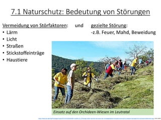 7.1 Naturschutz: Bedeutung von Störungen
Vermeidung von Störfaktoren: und gezielte Störung:
• Lärm -z.B. Feuer, Mahd, Beweidung
• Licht
• Straßen
• Stickstoffeinträge
• Haustiere
https://www.otz.de/img/frontpage/crop221971375/4263432387-w1200-cv3_2/Fleissige-Helfer-wie-hier-bei-einem-der-vorangegangenen-Einsaetze-sind-auch-an-diesem-Sonnabend-im-Leutratal-willkommen.jpg, 24.01.2020
Einsatz auf den Orchideen-Wiesen im Leutratal
 