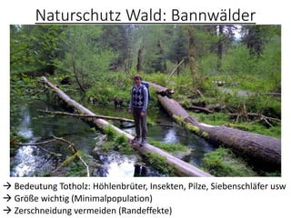 Naturschutz Wald: Bannwälder
→ Bedeutung Totholz: Höhlenbrüter, Insekten, Pilze, Siebenschläfer usw
→ Größe wichtig (Minimalpopulation)
→ Zerschneidung vermeiden (Randeffekte)
 