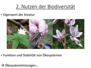 2. Nutzen der Biodiversität
• Eigenwert der Kreatur
• Funktion und Stabilität von Ökosystemen
→ Ökosystemleistungen…
 