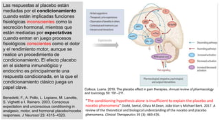 Las respuestas al placebo están
mediadas por el condicionamiento
cuando están implicadas funciones
fisiológicas inconscientes como la
secreción hormonal, mientras que
están mediadas por expectativas
cuando entran en juego procesos
fisiológicos conscientes como el dolor
y el rendimiento motor, aunque se
realice un procedimiento de
condicionamiento. El efecto placebo
en el sistema inmunológico y
endocrino es principalmente una
respuesta condicionada, en la que el
condicionamiento clásico juega un
papel clave.
Benedetti, F., A. Pollo, L. Lopiano, M. Lanotte,
S. Vighetti e I. Rainero. 2003. Conscious
expectation and unconscious conditioning in
analgesic, motor, and hormonal placebo/nocebo
responses. J Neurosci 23: 4315–4323.
Colloca, Luana. 2019. The placebo effect in pain therapies. Annual review of pharmacology
and toxicology 59: 191–211.
“The conditioning hypothesis alone is insufficient to explain the placebo and
nocebo phenomena” Dodd, Seetal, Olivia M.Dean, João Vian y Michael Berk. 2017. A
review of the theoretical and biological understanding of the nocebo and placebo
phenomena. Clinical Therapeutics 39 (3): 469-476.
 