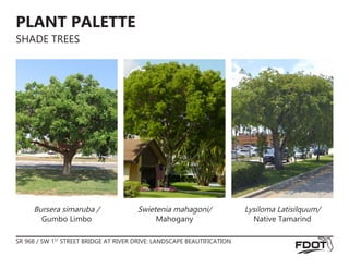 SR 968 / SW 1ST
STREET BRIDGE AT RIVER DRIVE: LANDSCAPE BEAUTIFICATION
PLANT PALETTE
SHADE TREES
Swietenia mahagoni/
Mahogany
Lysiloma Latisilquum/
Native Tamarind
Bursera simaruba /
Gumbo Limbo
 