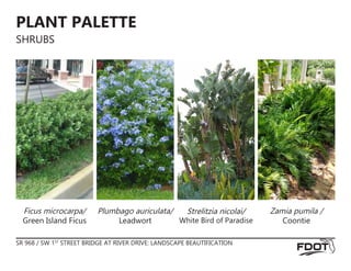 SR 968 / SW 1ST
STREET BRIDGE AT RIVER DRIVE: LANDSCAPE BEAUTIFICATION
PLANT PALETTE
SHRUBS
Plumbago auriculata/
Leadwort
Strelitzia nicolai/
White Bird of Paradise
Ficus microcarpa/
Green Island Ficus
Zamia pumila /
Coontie
 
