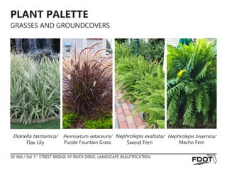 SR 968 / SW 1ST
STREET BRIDGE AT RIVER DRIVE: LANDSCAPE BEAUTIFICATION
PLANT PALETTE
GRASSES AND GROUNDCOVERS
Pennisetum setaceum/
Purple Fountain Grass
Nephrolepis exaltata/
Sword Fern
Dianella tasmanica/
Flax Lily
Nephrolepis biserrata/
Macho Fern
 