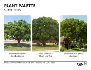 PLANT PALETTE
SHADE TREES
Ficus citrifolia /
Short Leaf Fig
Swietenia mahagoni/
Mahogany
Bursera simaruba /
Gumbo Limbo
SR 997 / KROME AVENUE: FROM SW 296th
STREET TO SW 232nd
STREET
 