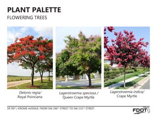 PLANT PALETTE
FLOWERING TREES
Lagerstroemia indica/
Crape Myrtle
Lagerstroemia speciosa /
Queen Crape Myrtle
SR 997 / KROME AVENUE: FROM SW 296th
STREET TO SW 232nd
STREET
Delonix regia/
Royal Poinciana
 