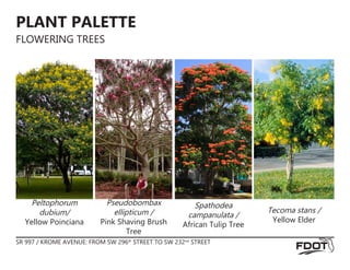 PLANT PALETTE
FLOWERING TREES
Peltophorum
dubium/
Yellow Poinciana
Pseudobombax
ellipticum /
Pink Shaving Brush
Tree
Spathodea
campanulata /
African Tulip Tree
Tecoma stans /
Yellow Elder
SR 997 / KROME AVENUE: FROM SW 296th
STREET TO SW 232nd
STREET
 