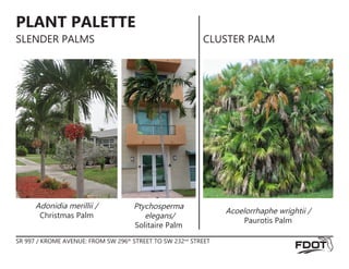 PLANT PALETTE
SLENDER PALMS CLUSTER PALM
Ptychosperma
elegans/
Solitaire Palm
Acoelorrhaphe wrightii /
Paurotis Palm
Adonidia merillii /
Christmas Palm
SR 997 / KROME AVENUE: FROM SW 296th
STREET TO SW 232nd
STREET
 