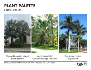PLANT PALETTE
LARGE PALMS
Livistonia nitida/
Carnarvon Gorge Fan Palm
Bismarckia nobilis ‘silver’/
Silver Bismark
Roystonea regia /
Royal Palm
SR 997 / KROME AVENUE: FROM SW 296th
STREET TO SW 232nd
STREET
 