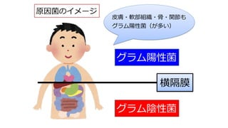 横隔膜
グラム陽性菌
グラム陰性菌
⽪膚・軟部組織・⾻・関節も
グラム陽性菌（が多い）
原因菌のイメージ
 