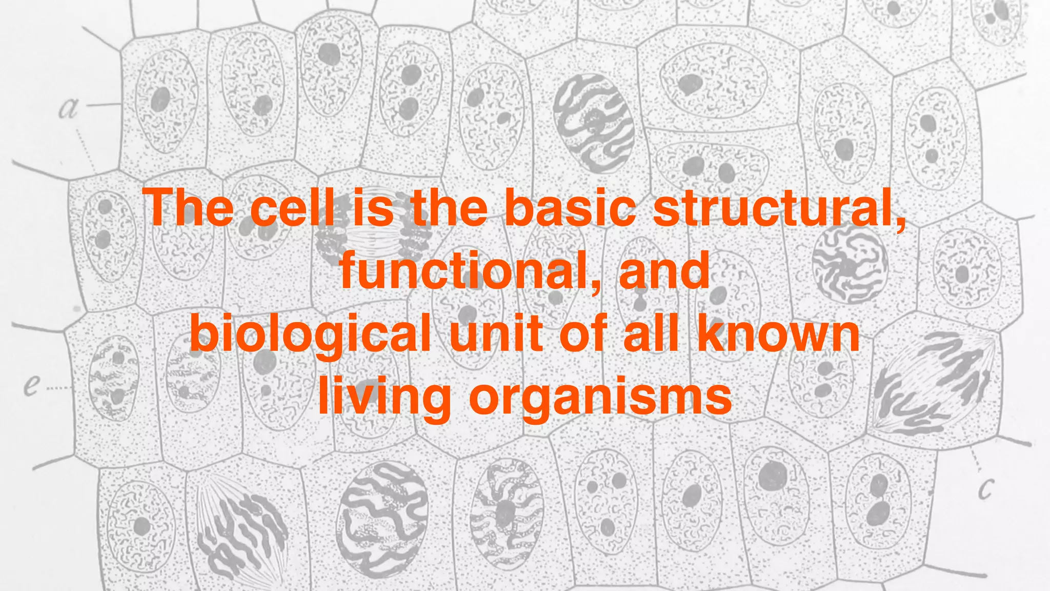 The cell is the basic structural,
functional, and
 

biological unit of all known
living organisms
 