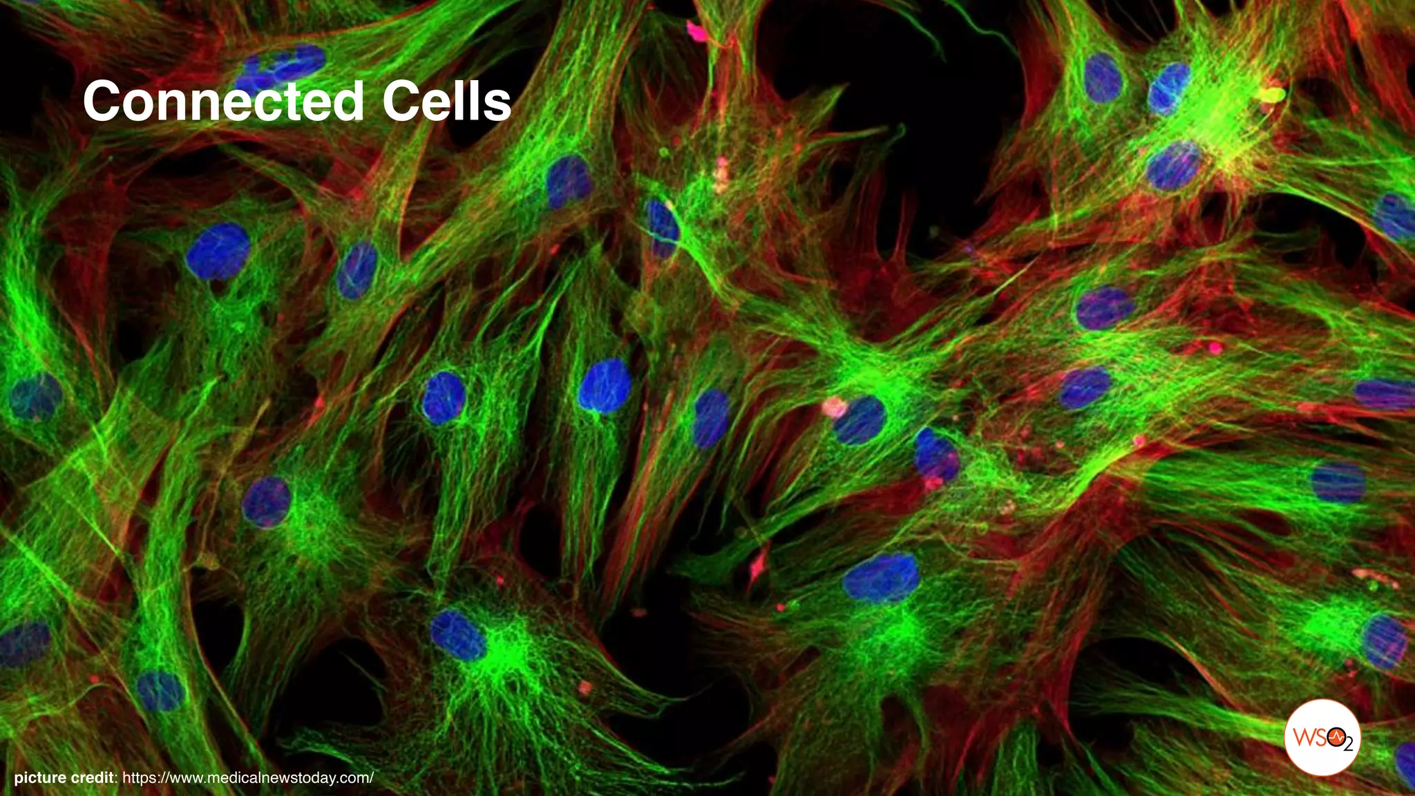 Connected Cells
picture credit: https://www.medicalnewstoday.com/
 