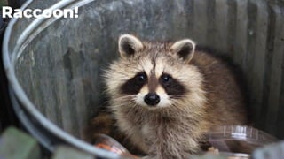 UNOFFICIAL
UNOFFICIAL
19
Raccoon!
 