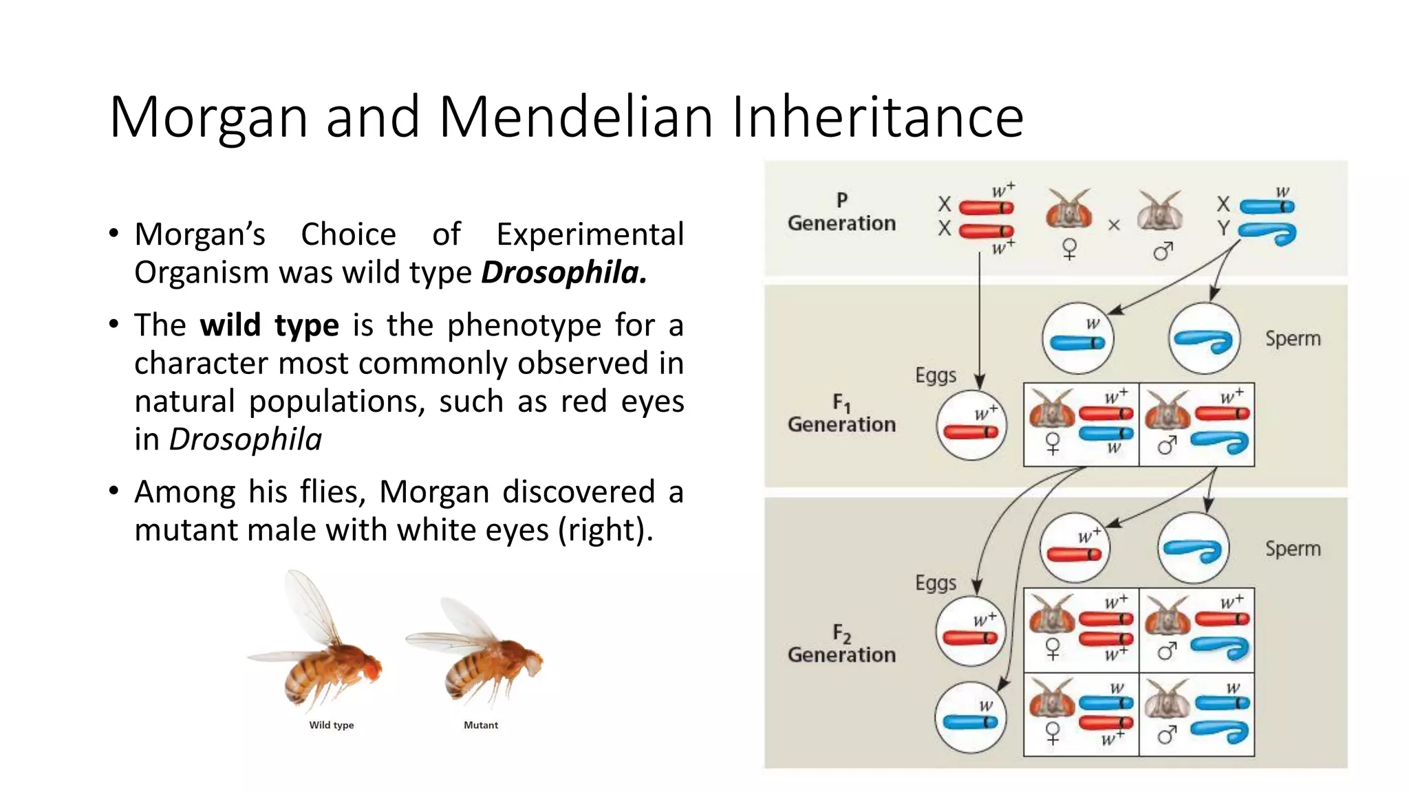 14 - The Chromosomal Basis of Inheritance | PDF