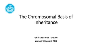 The Chromosomal Basis of
Inheritance
UNIVERSITY OF TEHRAN
Ahmad V.Kashani, PhD
 