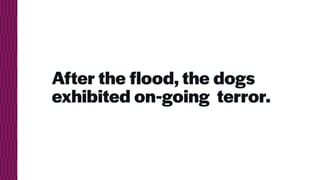 After the flood, the dogs
exhibited on-going terror.
 