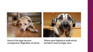 Some of the dogs became
unresponsive. Regardless of stimuli
Others were frighted at small stimuli
and didn’t react to larger ones.
 