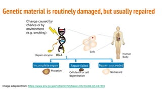 Genetic material is routinely damaged,but usually repaired
Image adapted from: https://www.env.go.jp/en/chemi/rhm/basic-info/1st/03-02-03.html
Change caused by
chance or by
environment
(e.g. smoking)
 