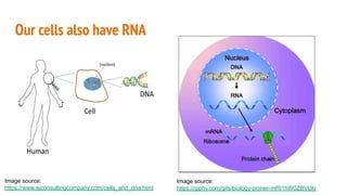 Our cells also have RNA
Image source:
https://giphy.com/gifs/biology-primer-mRI1hW0ZBVUly
Image source:
https://www.ajconsultingcompany.com/cells_and_dna.html
 