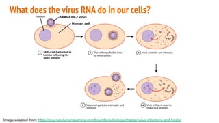 What does the virus RNA do in our cells?
Image adapted from: https://courses.lumenlearning.com/boundless-biology/chapter/virus-infections-and-hosts/
SARS-CoV-2 attaches to
human cell using the
spike protein
SARS-CoV-2 virus
Human cell
 
