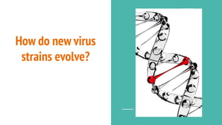 How do new virus
strains evolve?
 