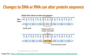 Changes to DNA or RNA can alter protein sequence
Image from: https://medlineplus.gov/genetics/understanding/mutationsanddisorders/possiblemutations/
 