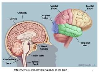 https://www.webmd.com/brain/picture-of-the-brain 1
 