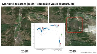 Mortalité des arbes (Täsch – composite vraies couleurs, été)
2018 2019 Sneiders B. & Giuliani G.,in prep
 